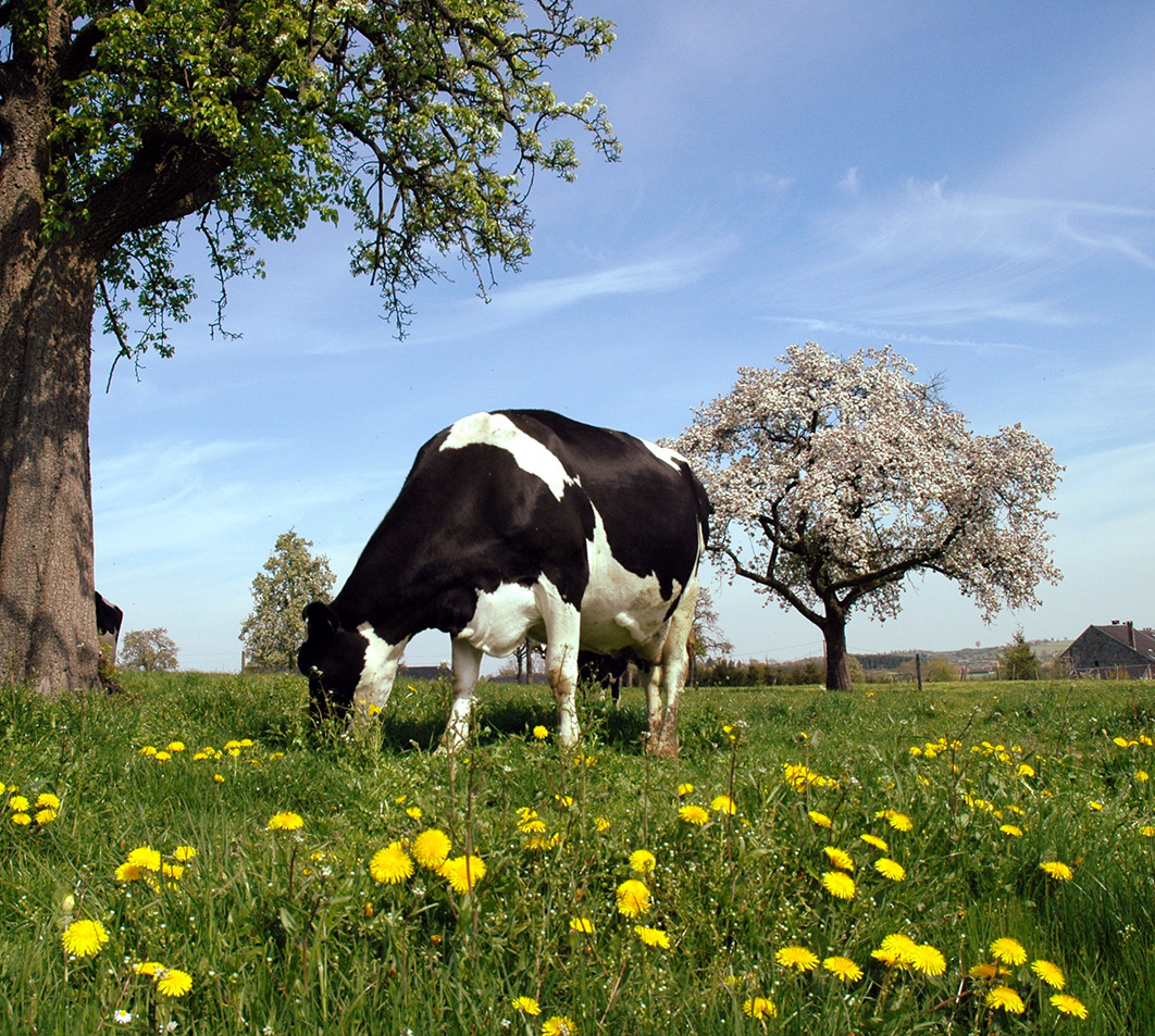 Foto van een koe